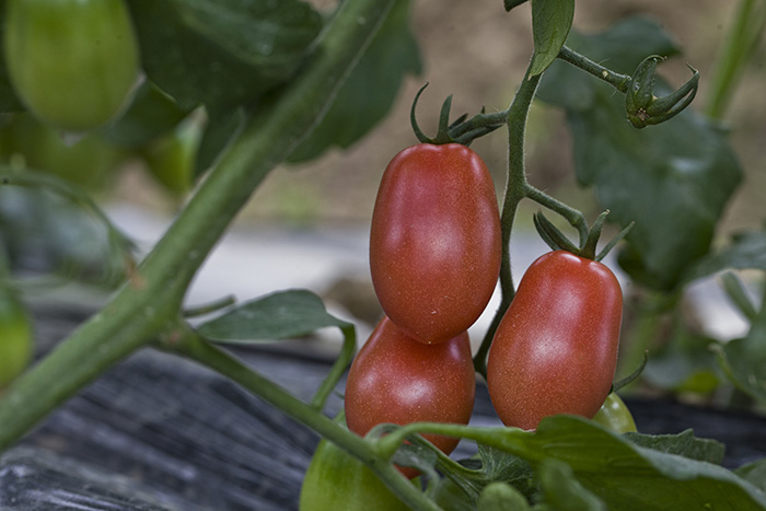 红千禧小番茄